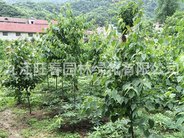 珙桐 